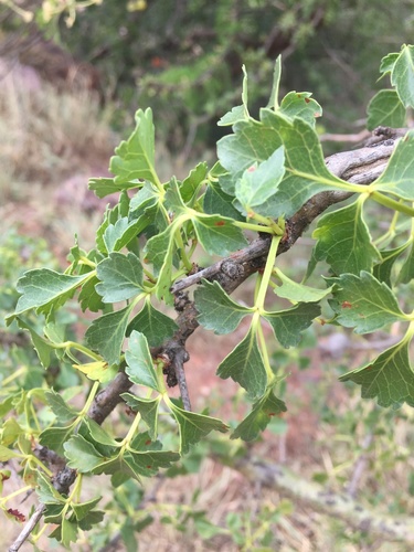 Commiphora schimperi (Glossy-leaved corkwood) — photo