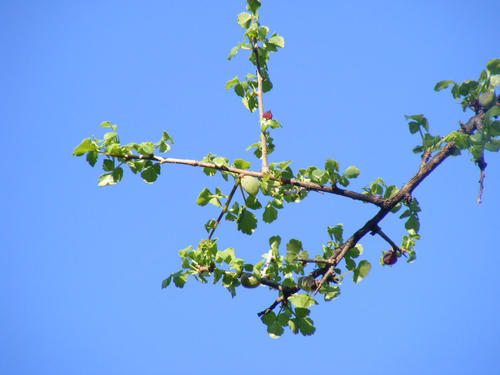 Commiphora schimperi