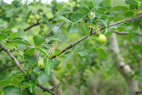 Commiphora tenuipetiolata (Satin-bark corkwood) — photo