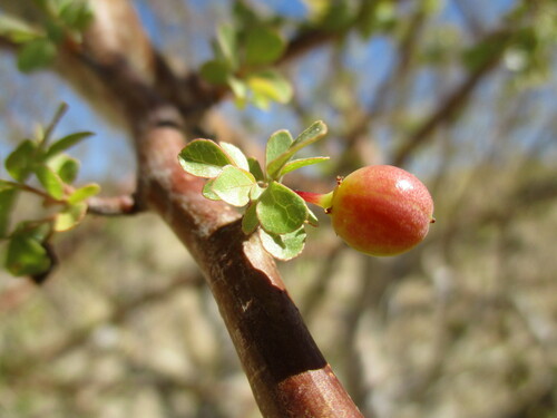 Commiphora tenuipetiolata (Satin-bark corkwood) — photo