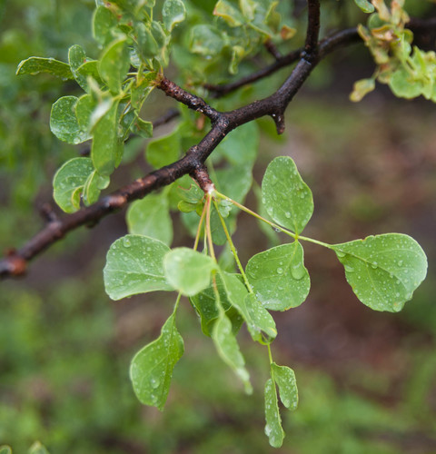 Commiphora tenuipetiolata