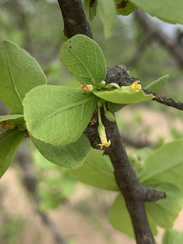 Commiphora viminea (Zebra-barked commiphora) — photo