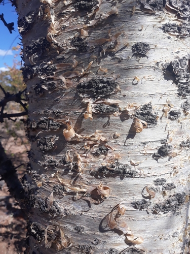 Commiphora viminea (Zebra-barked commiphora) — photo