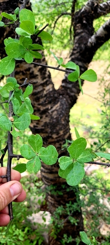 Commiphora viminea
