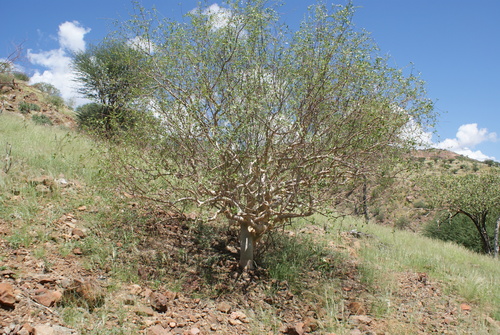 Commiphora virgata (Slender corkwood) — photo