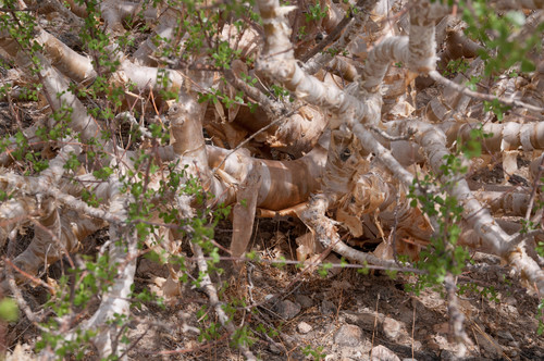 Commiphora virgata