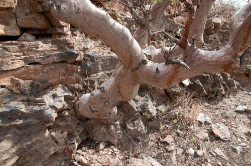 Commiphora wildii (Oak-leaved corkwood) — photo