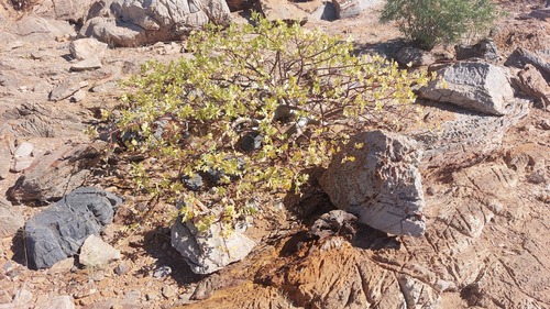 Commiphora wildii (Oak-leaved corkwood) — photo