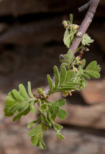 Commiphora wildii