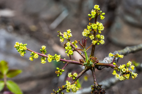 Commiphora woodii — photo