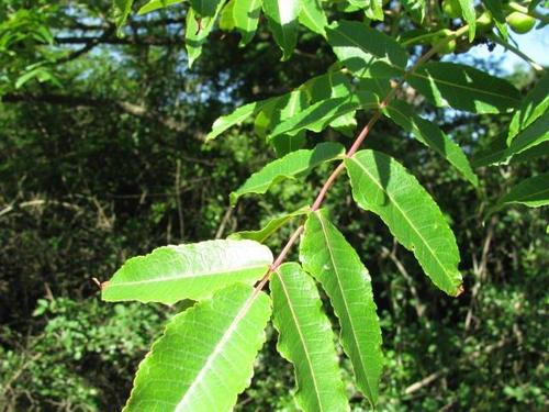 Commiphora woodii