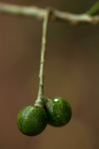 Commiphora zanzibarica (Zanzibar commiphora) — photo