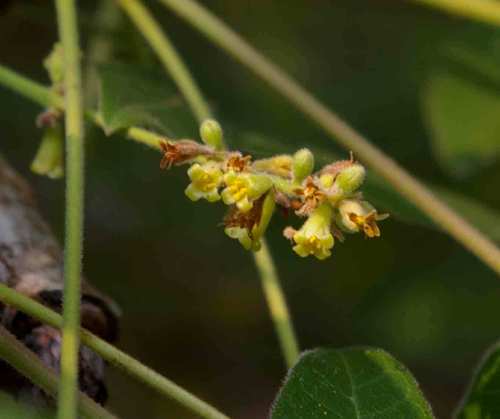 Commiphora zanzibarica (Zanzibar commiphora) — photo