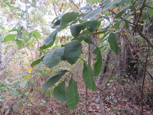 Comocladia macrophylla — photo