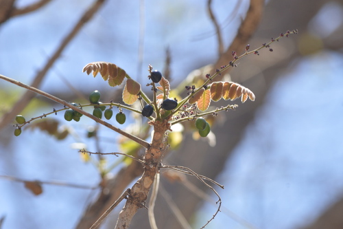 Comocladia macrophylla — photo