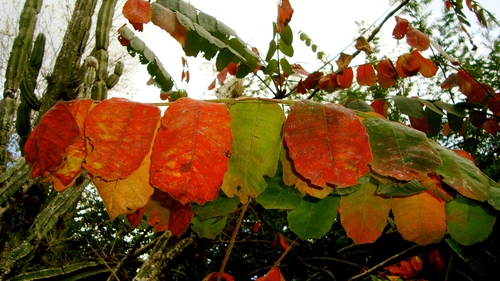 Comocladia macrophylla