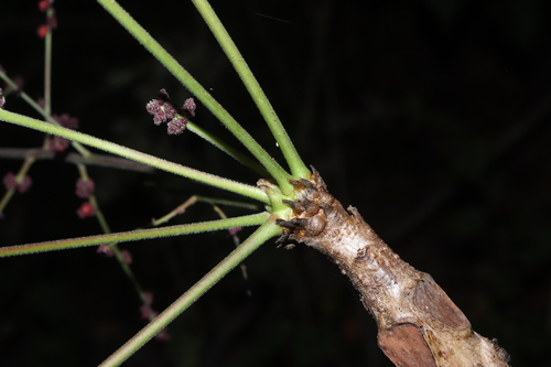 Comocladia mollissima — photo
