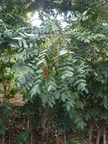 Comocladia pinnatifolia (Maiden plum) — photo