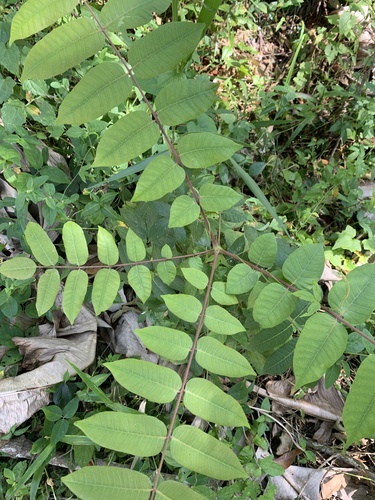 Comocladia pinnatifolia
