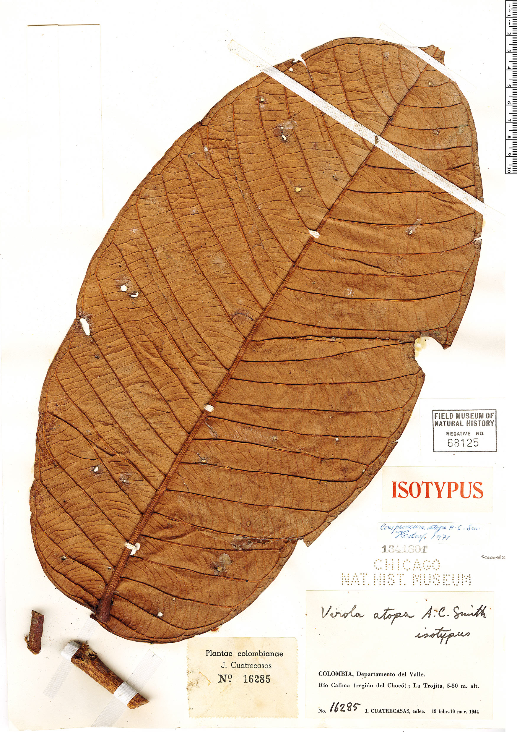 Compsoneura atopa (Castano) — photo