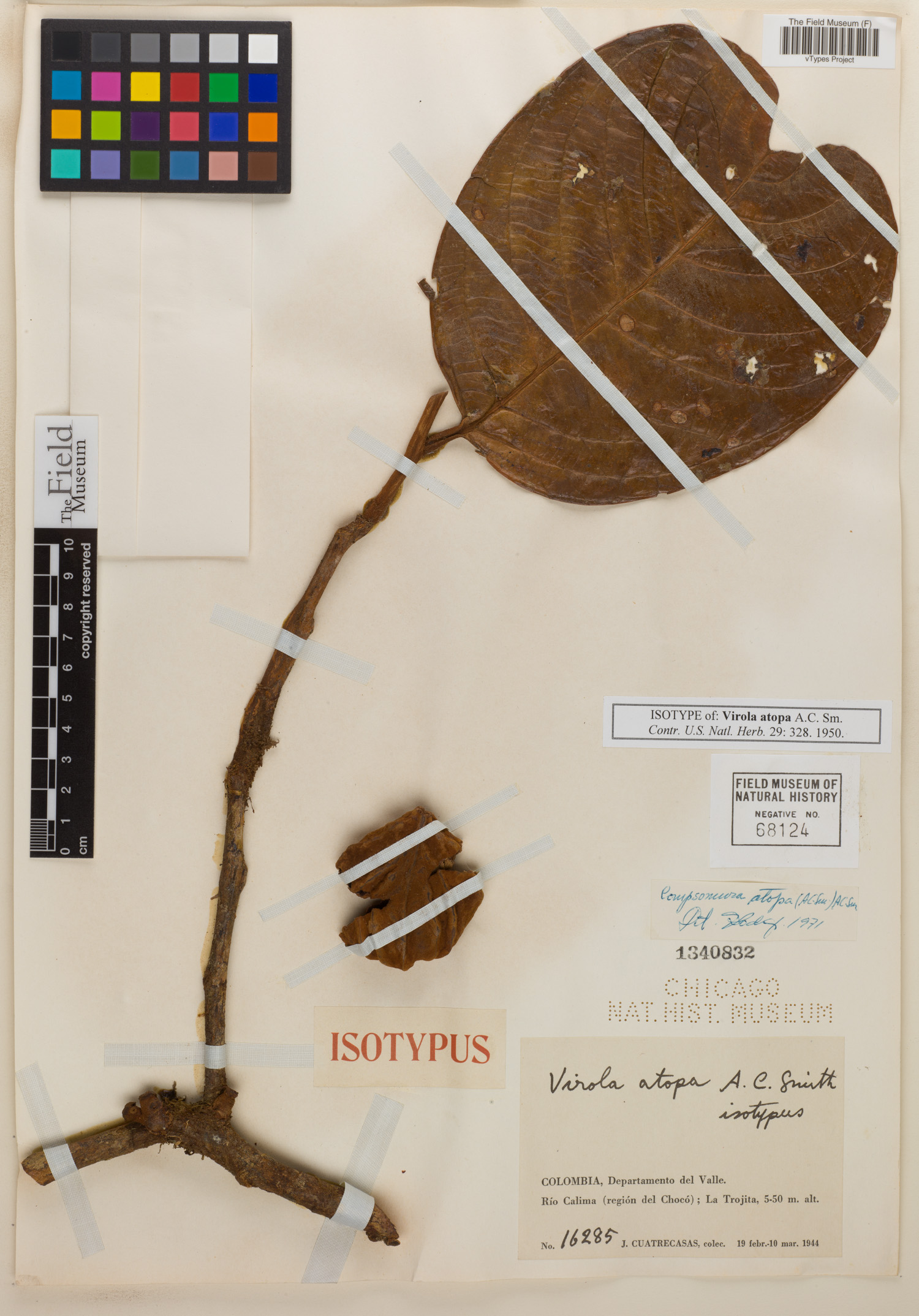 Compsoneura atopa (Castano) — photo