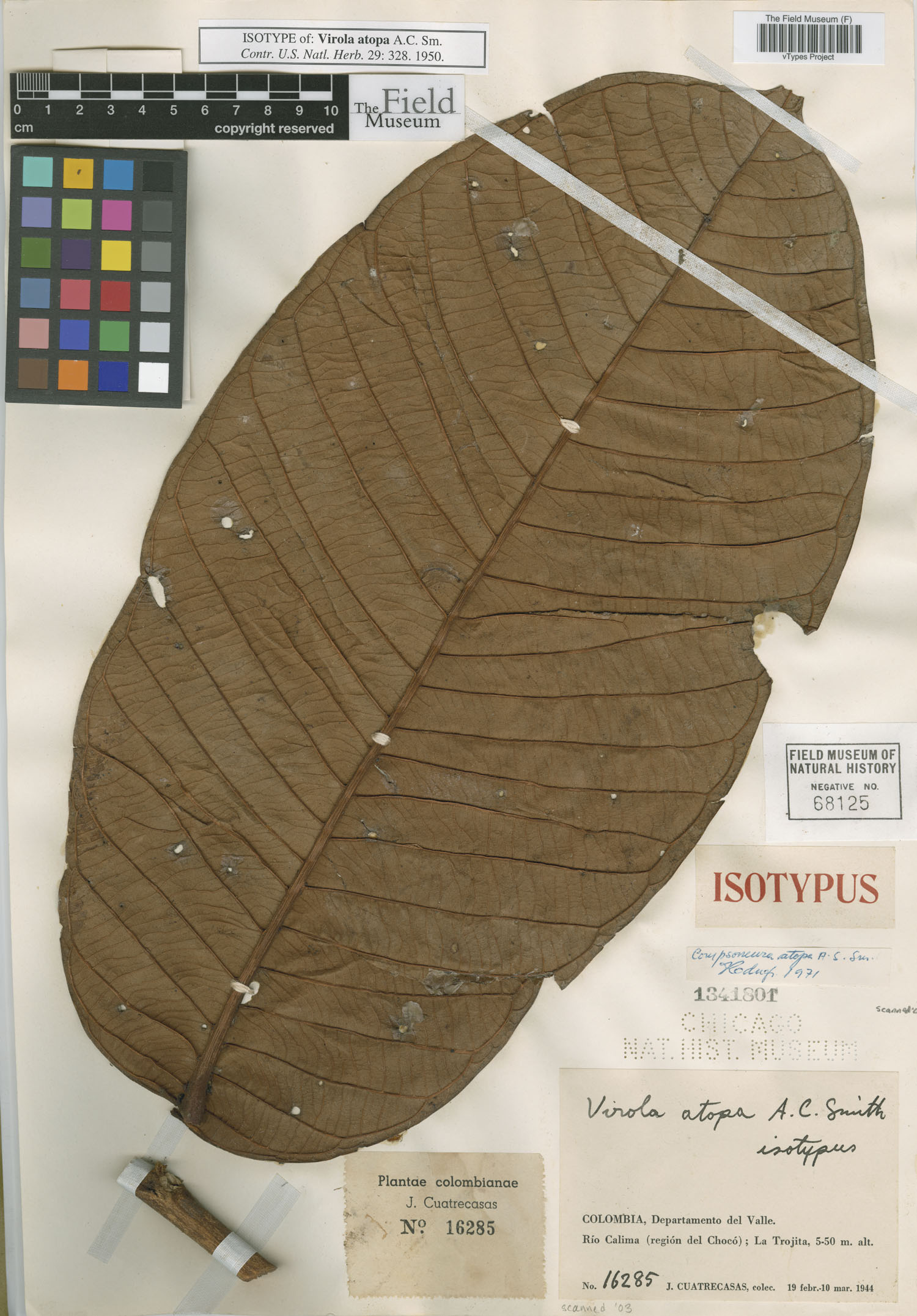 Compsoneura atopa (Castano) — photo