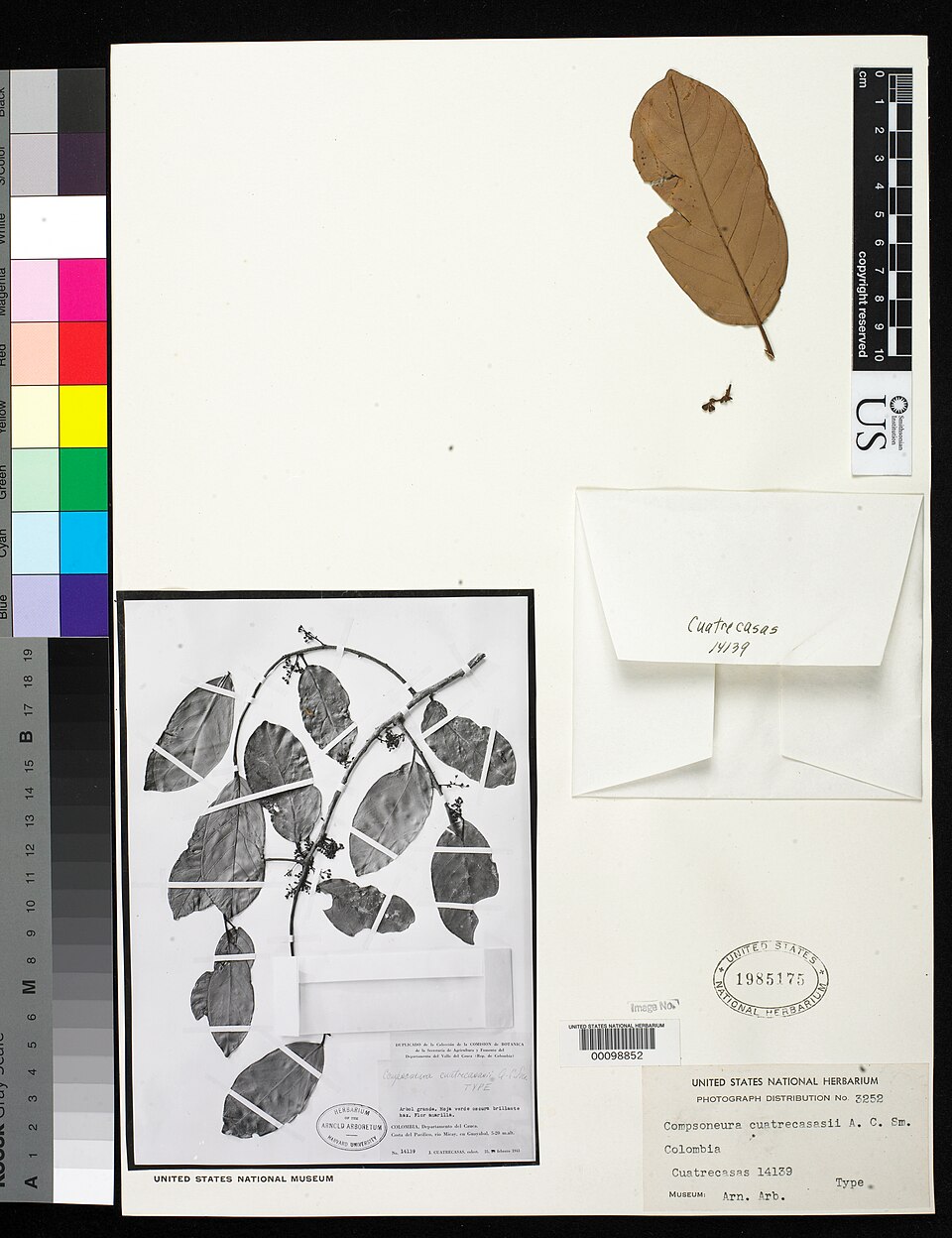 Compsoneura cuatrecasasii — photo