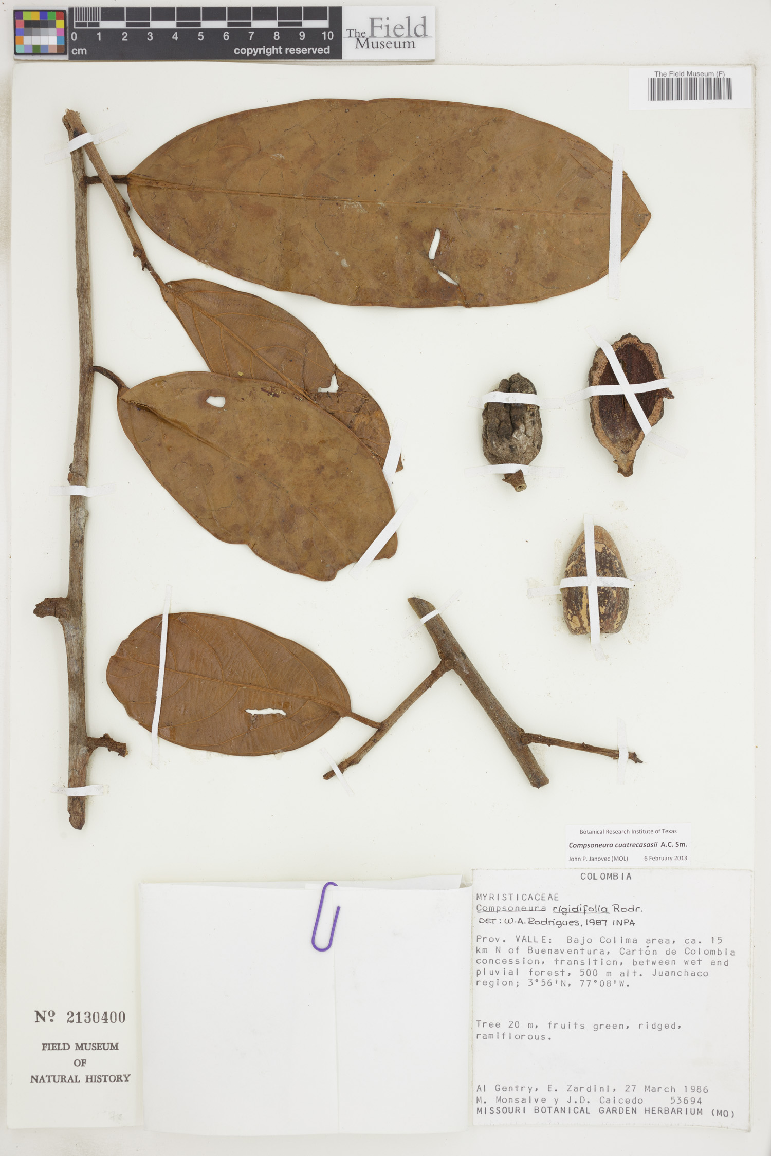 Compsoneura cuatrecasasii — photo