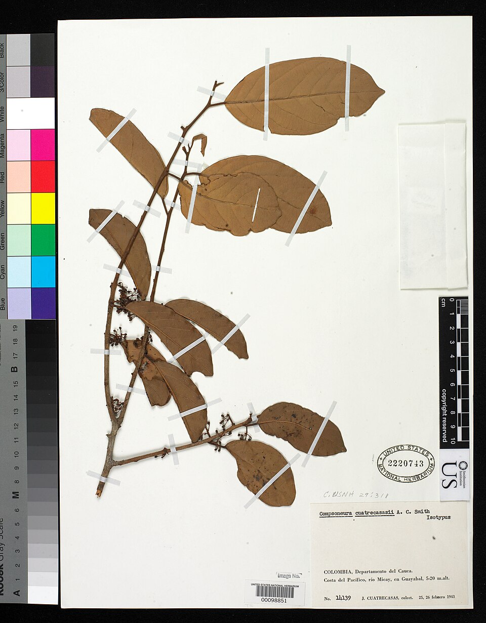 Compsoneura cuatrecasasii
