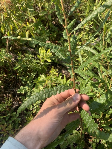 Comptonia peregrina (Sweet fern) — photo