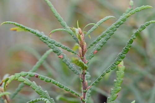 Myricaceae