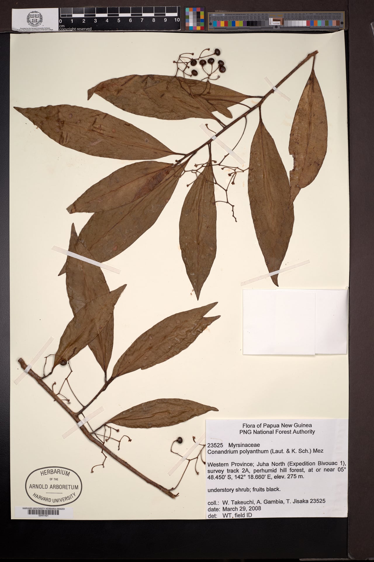 Conandrium polyanthum — photo