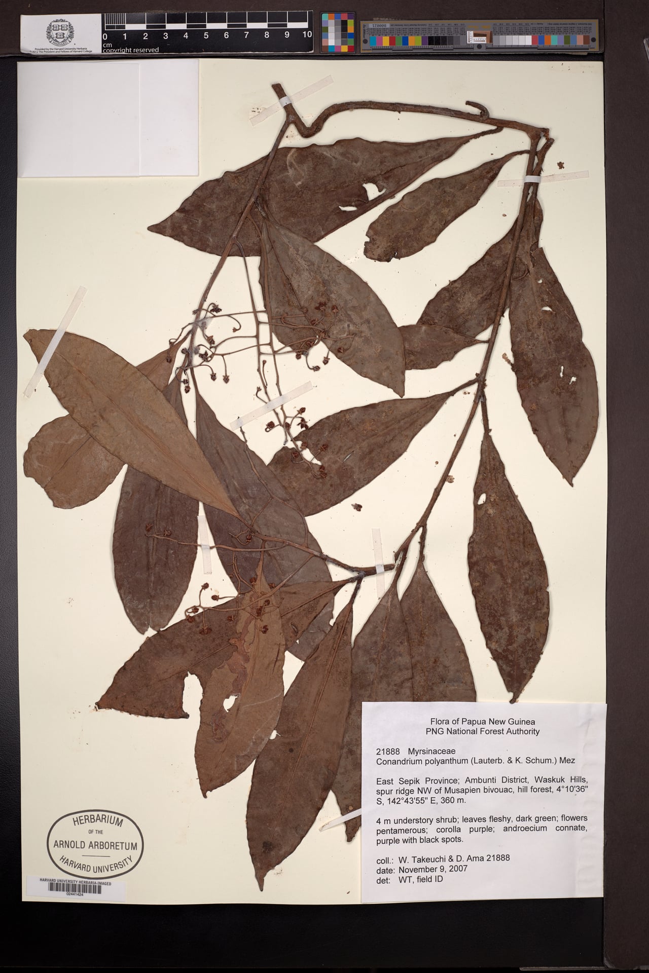 Conandrium polyanthum — photo