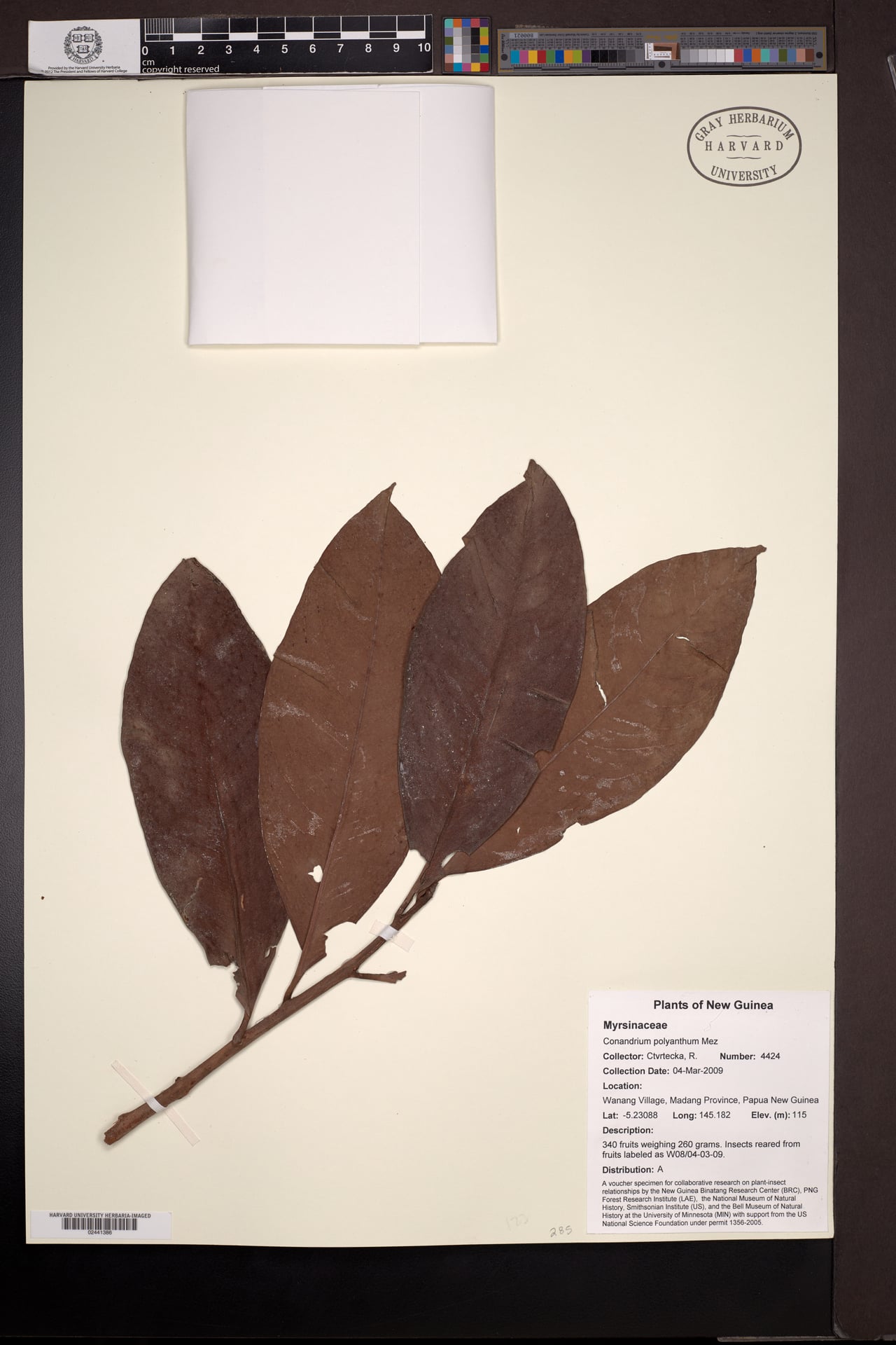 Conandrium polyanthum