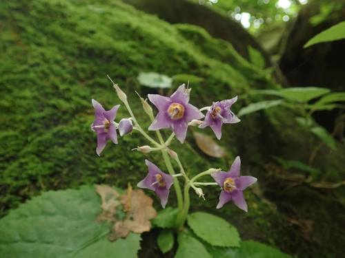 Conandron ramondioides (Ku ju tai) — photo