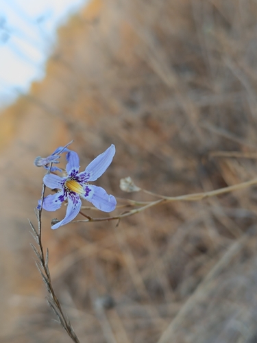 Conanthera bifolia (Illmu) — photo