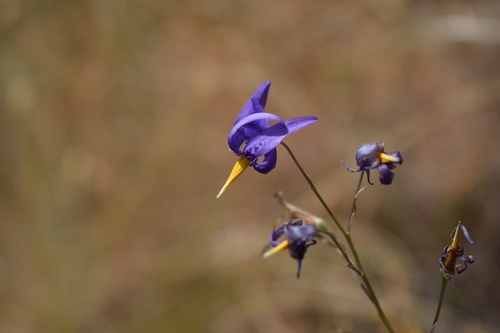 Conanthera bifolia (Illmu) — photo