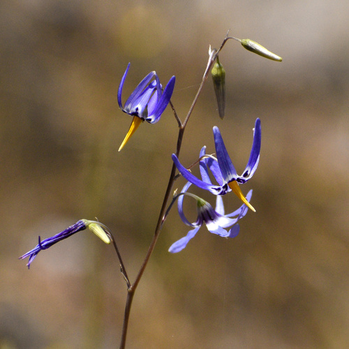Tecophilaeaceae