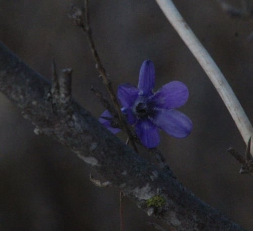 Conanthera campanulata — photo