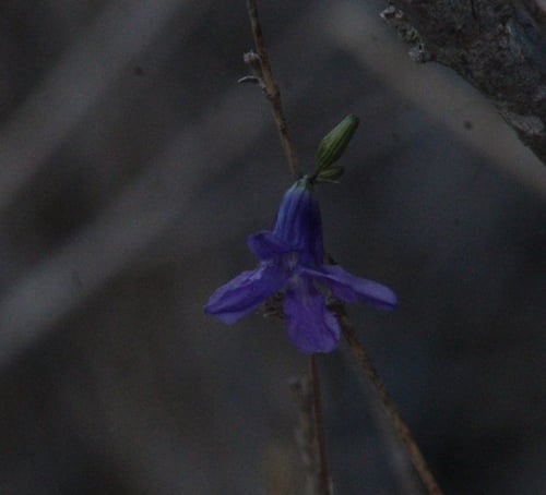 Conanthera campanulata — photo