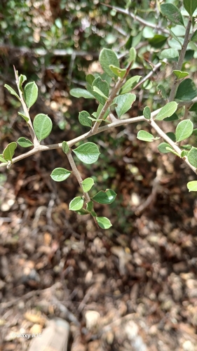 Condalia brandegeei — photo