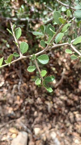 Condalia brandegeei — photo