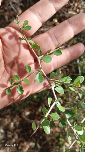 Condalia brandegeei