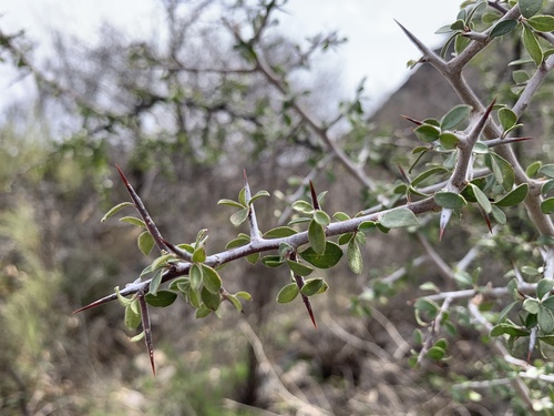 Condalia correllii (Corell's snakewood) — photo