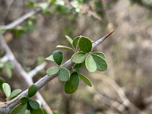 Condalia correllii