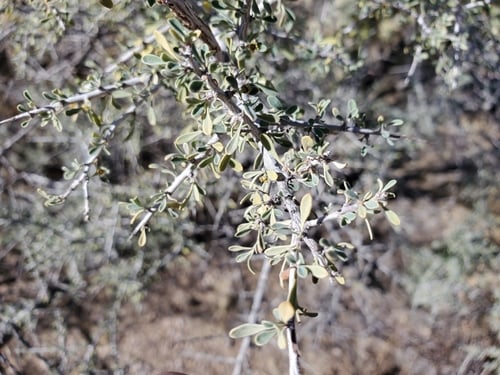 Condalia globosa