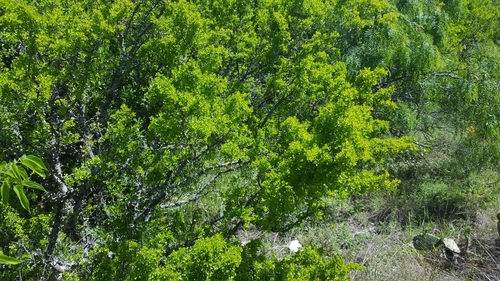 Condalia hookeri (Bluewood) — photo