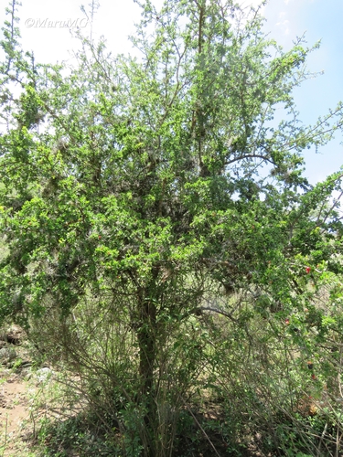 Condalia mexicana — photo