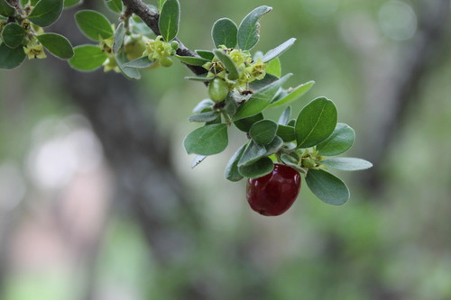 Condalia mexicana