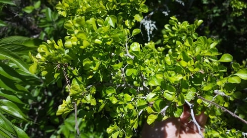 Condalia obovata